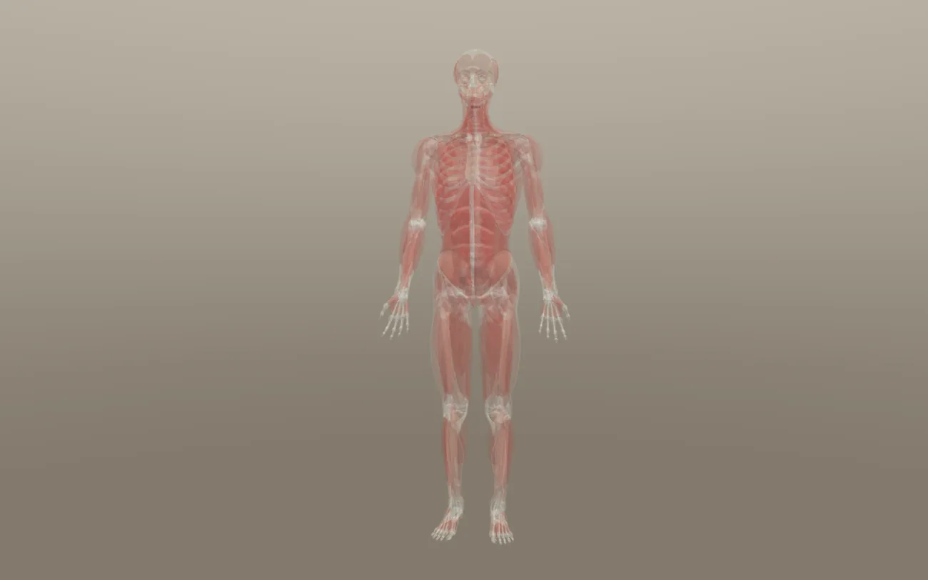 The complete human body in X-ray, the skeleton visible through translucent muscle, rendered in the Motion Mind Anatomy 3D viewer.